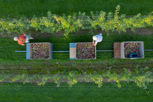 farmers harvesting apples, aerial view - agriculture teamwork farmer people imagens e fotografias de stock