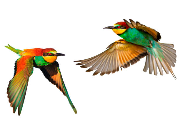 birds of paradise feathers isolated on white background