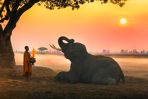 istock Elephant made merit a monk's bowl. Thai people and elephant jointly give alm to monk. elephant and Monk in forest. vintage style. The activities at Krapho, Tha Tum District, Surin, Thailand.