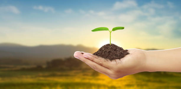 istock Human hands holding sprout young plant 1208592337