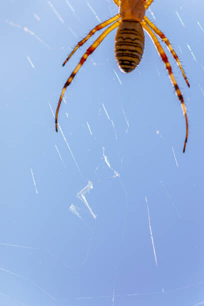 makro på geting spindel insekt i äng argiope bruennichi på spindelnät under solljus på sommaren - getingspindel bildbanksfoton och bilder