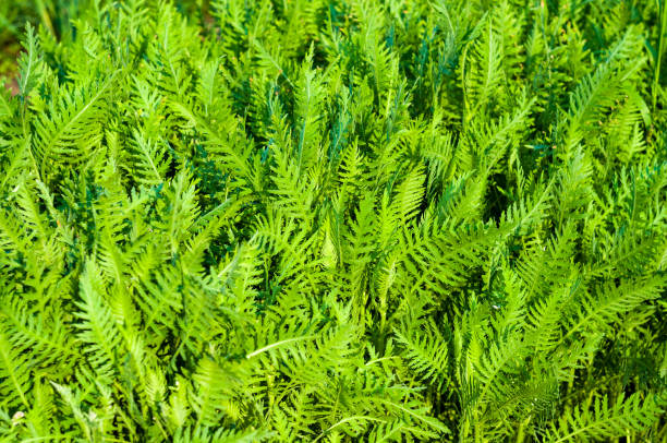 istock Spring or summer natural abstract background with grass in the garden 1208593989