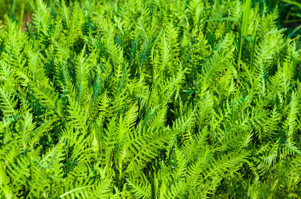 istock Spring or summer natural abstract background with grass in the garden 1208594031