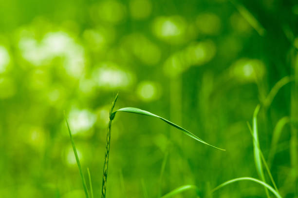 Spring or summer natural abstract background with grass