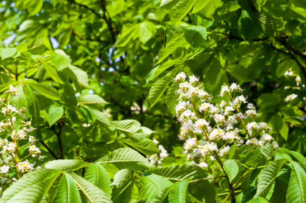istock Flowering branches of chestnut Castanea sativa tree, and bright blue sky 1208596281