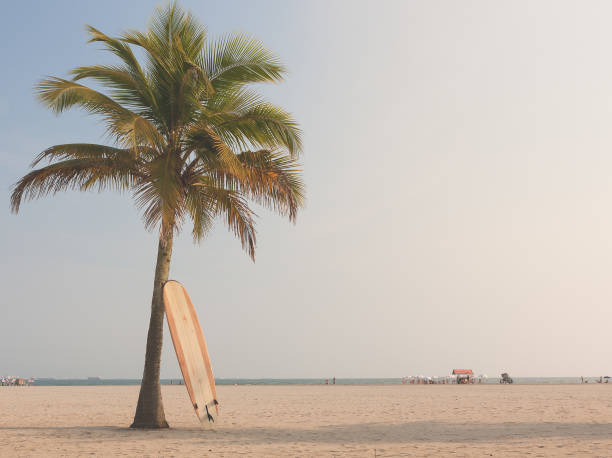 istock Longboard surfboard leaning against a coconut tree by the sea 1208599528
