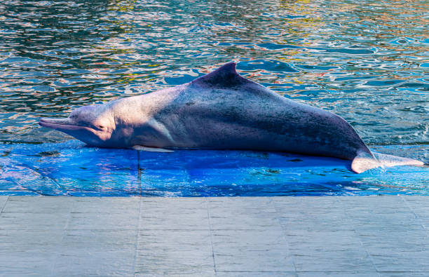istock Pink dolphin on the show 1208599740