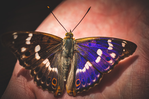 Close up butterfly concept photo. Beautiful creature of nature. Side view photography with woman hand on background. High quality picture for wallpaper, travel blog, magazine, article