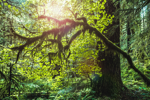 Inside Sol Duc Rain Forest with mossy trees, Olympic National Park, Washington state, USA.