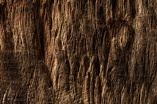 Close up shot of surface of trees, wooden texture for background or devices wallpapers. Abstract design, usual, natural materials. Detailed grungy artwork. Copyspace, advertisement. Vintage style.