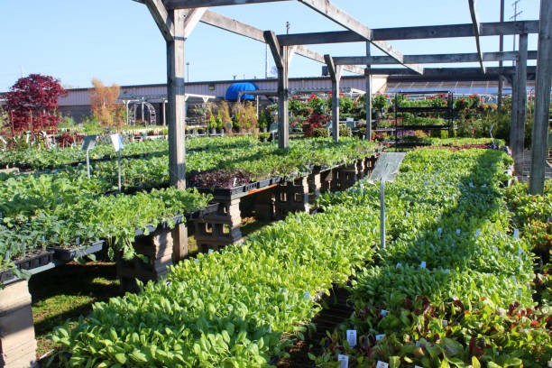 istock Garden center plants for sale. 1208604481