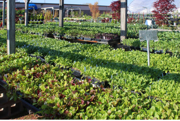istock Garden center plants for sale. 1208604666