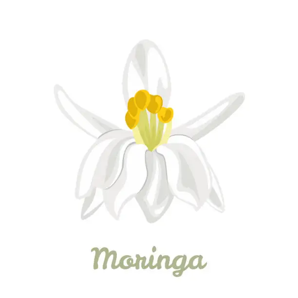 Vector illustration of White moringa flower isolated on white background. Vector illustration of blooming plant Moringa oleifera in cartoon flat style. Floral icon.