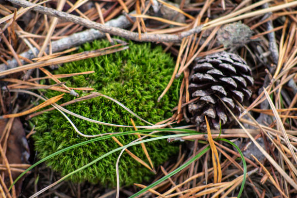 istock One pine cone and one green moss disk with pine needles close up 1208604947