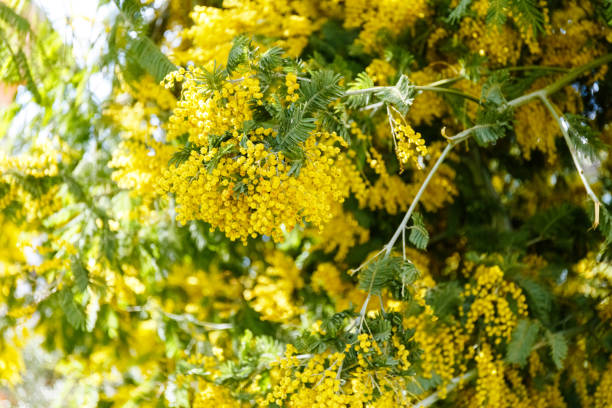 istock Yellow mimosa tree in a garden 1208604964