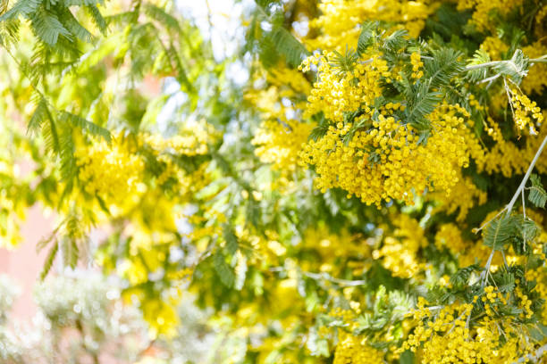istock Yellow mimosa tree in a garden 1208604966