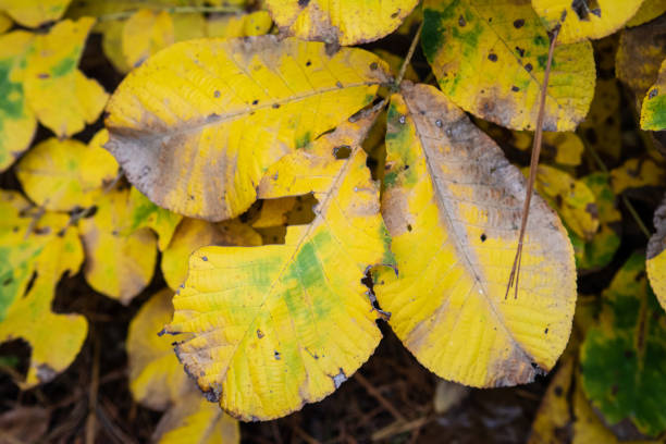 istock Bright yellow fall leaves on branch close up with texture and decay 1208604989