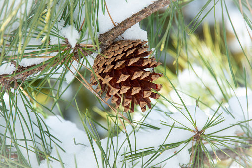 I single pine cone hangs from a branch surrounded by green needles covered in snow