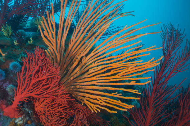 istock Large orange Flagellar sea fan or Whip fan 1208605599