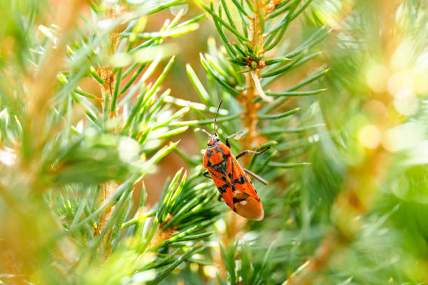 Canabens mating