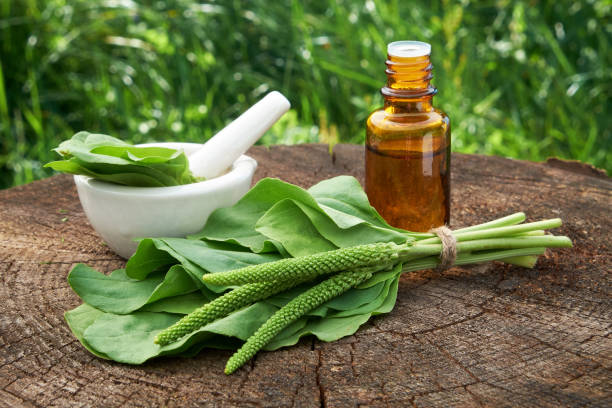 bottle of plantain infusion or tincture, mortar and plantago major leaves. homeopathic or herbal medicine. - major imagens e fotografias de stock