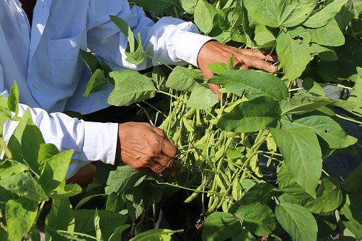 A Bangladeshi male farmer is proudly showing off edamame plant situated next to greenhouse farm.