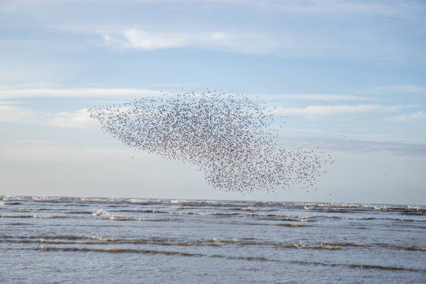 istock flock of sea birds flying in tight group 1208606480