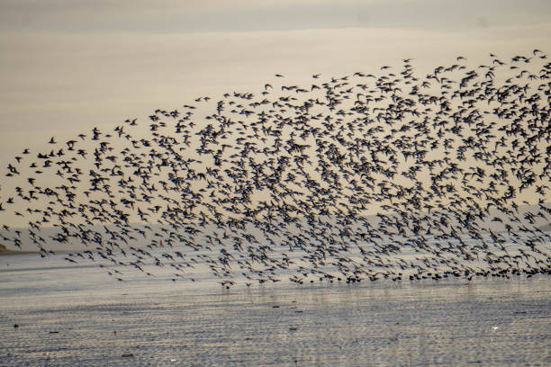 istock seabirds in flight on sandy coastline 1208606489