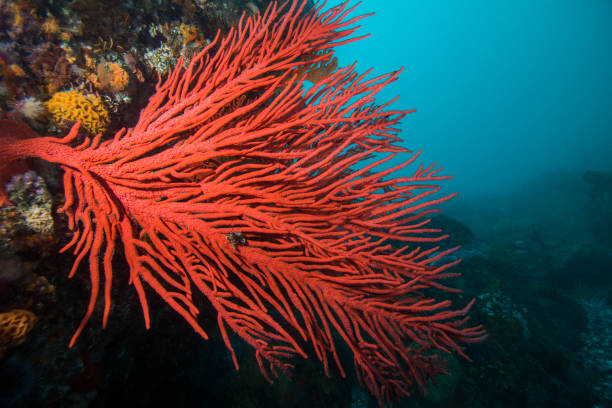 istock Large red Palmate sea fan (Leptogoria palma) 1208606687