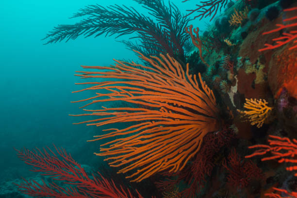 istock Large orange Flagellar sea fan or Whip fan 1208606973