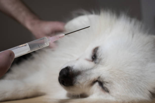 ładny biały mały pies dostaje specjalną strzykawkę w klinice weterynarza - injecting syringe spooky male zdjęcia i obrazy z banku zdjęć