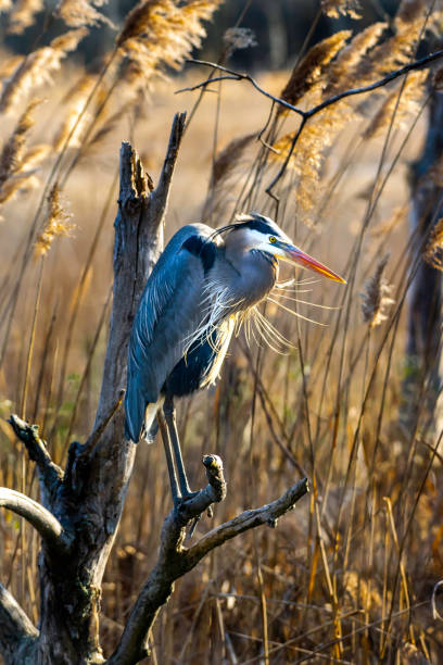istock Portrait of great blue heron perched in marsh 1208607843