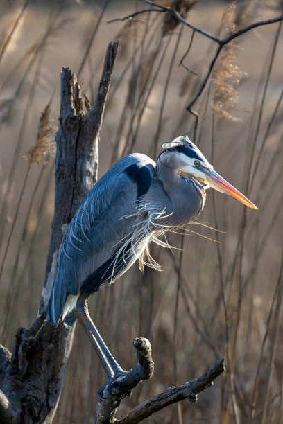 istock Portrait of great blue heron perched in marsh 1208607854