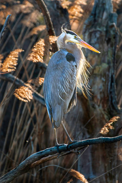 istock Portrait of great blue heron perched in marsh 1208607885