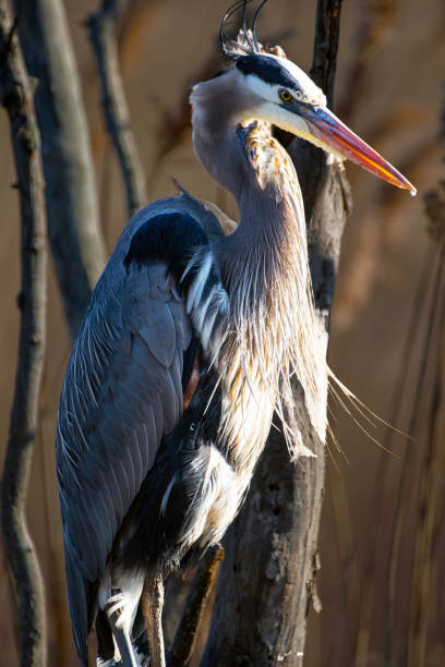 istock Portrait of great blue heron perched in marsh 1208607893