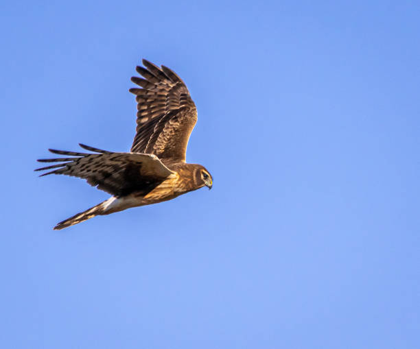 Northern harrier hawk in flight against blue sky