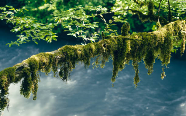 Tree branches overgrown with moss in a rainforest. Climate with high humidity. Background of the jungle.