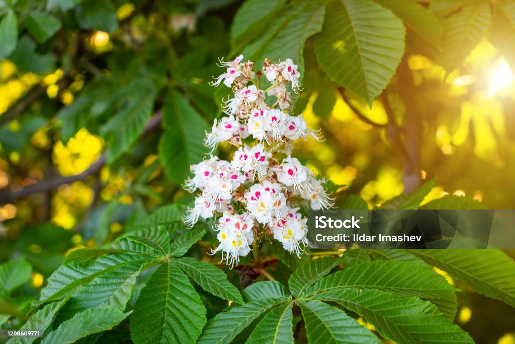 White horse-chestnut (Conker tree, Aesculus hippocastanum) blossoming flowers on branch with green leaves background White horse-chestnut (Conker tree, Aesculus hippocastanum) blossoming flowers on branch with green leaves background. Horse Chestnut Tree Stock Photo