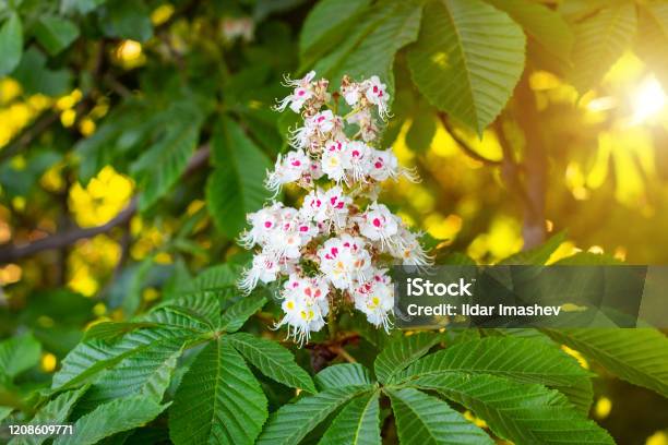 White Horsechestnut Blossoming Flowers On Branch With Green Leaves Background Stock Photo - Download Image Now