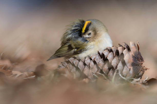 Photo of Sleeping time for the Goldcrest (Regulus regulus)