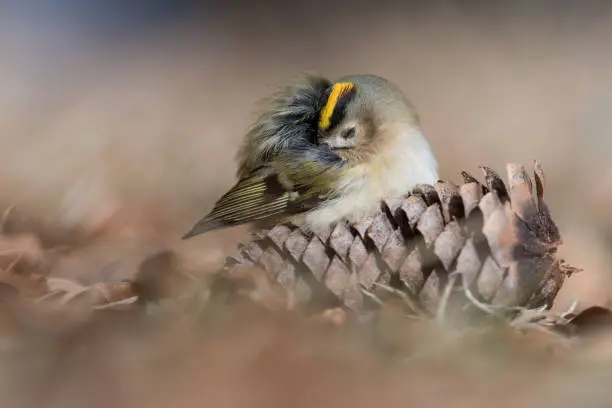 Photo of Sleeping time for the Goldcrest (Regulus regulus)