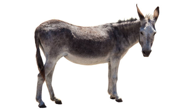 istock donkey animal isolated on white 1208609974