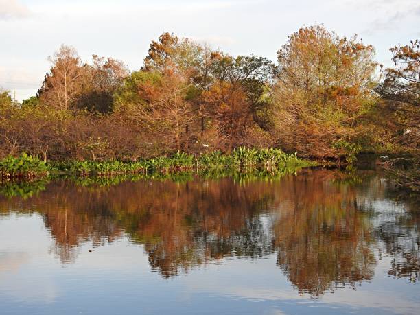 istock Florida Wetlands - February 1208610054