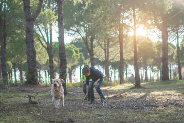 istock Happy brothers playing in forest with her dog sunny day 1208610174
