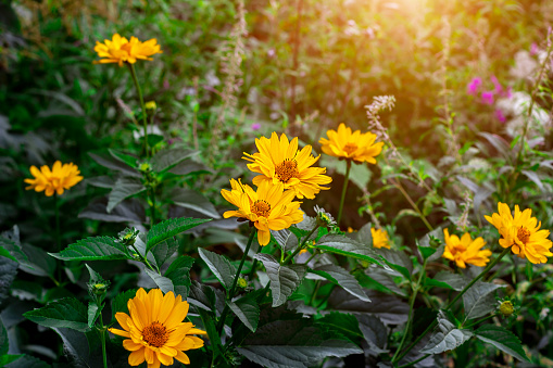 Heliopsis (False Sunflower) flower blossom with green leaves in the garden in spring and summer season