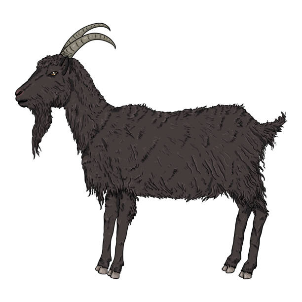 Vector Cartoon Goat Hình Minh Họa Hegoat Hình minh họa Sẵn có - Tải xuống  Hình ảnh Ngay bây giờ - Bò nhà - Động vật móng guốc, Cơ thể động vật,