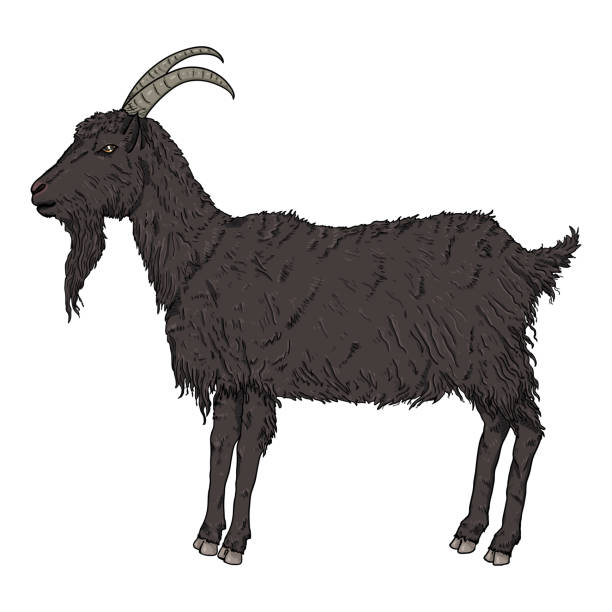 Vector Cartoon Goat Hình Minh Họa Hegoat Hình minh họa Sẵn có - Tải xuống Hình ảnh Ngay bây giờ - Bò nhà - Động vật móng guốc, Cơ thể động vật, Vector Cartoon Goat Hình Minh Họa Hegoat Hình minh họa Sẵn có - Tải xuống Hình ảnh Ngay bây giờ - Bò nhà - Động vật móng guốc, Cơ thể động vật,