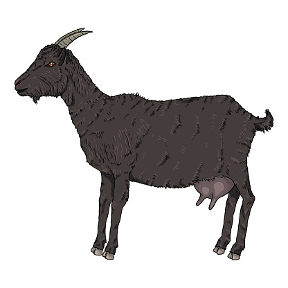 Vector Cartoon Black Goat Hình minh họa Sẵn có - Tải xuống Hình ảnh Ngay  bây giờ - Dê - Động vật móng guốc, Vú động vật, Bò nhà - Động vật móng guốc  - iStock