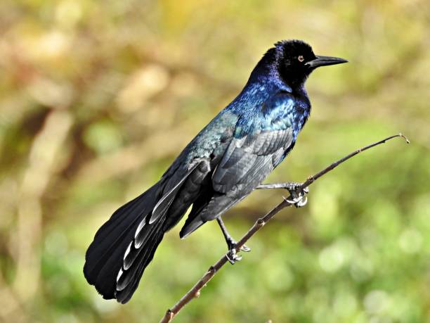istock Boat-tailed Grackle (Quiscalus major) - male perched on a branch 1208612253