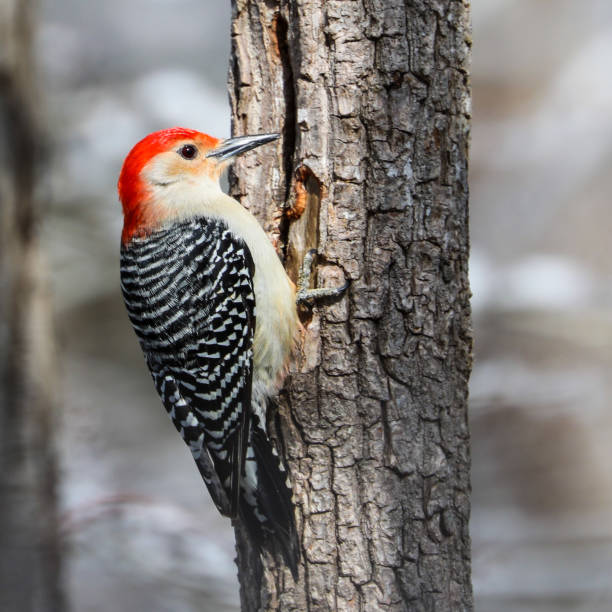 istock Red Bellied Woodpecker 1208612281